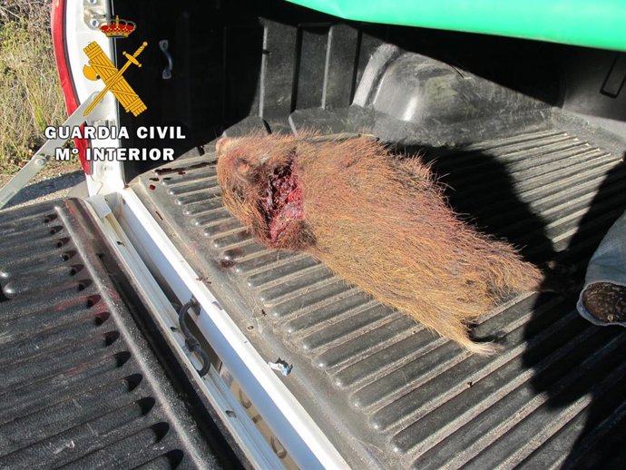 Ejemplar de jabalí con el que fueron sorprendidos los tres investigados