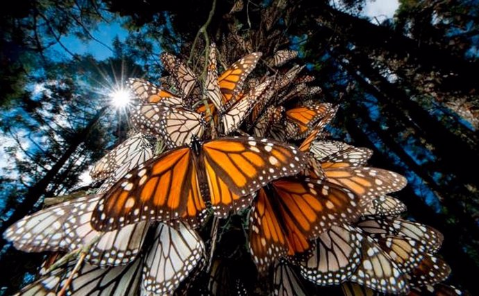 Mariposa monarca en México
