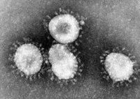 Científicos italianos consiguen aislar la secuencia del coronavirus