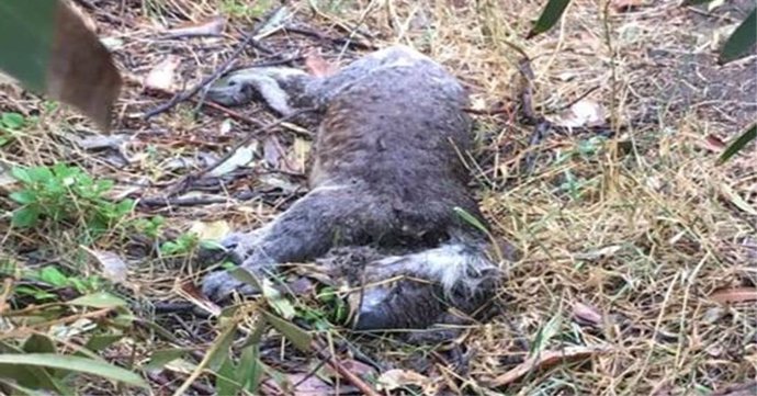 Coala mort durant la tala d'eucaliptus a Victria (Austrlia)