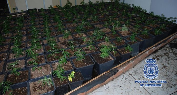 Plantación de marihuana en una vivienda en Antequera (Málaga)