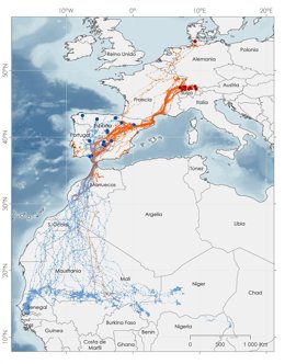 El Programa Migra de SEO/BirdLife y Fundación Iberdrola analiza las rutas migratorias de la cigüeña blanca en Europa.