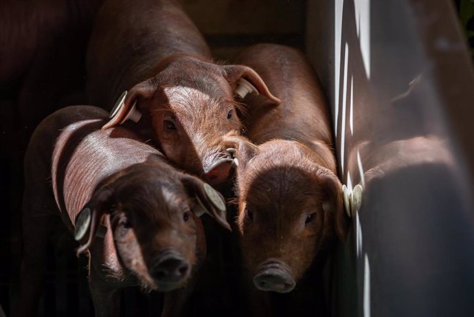 Campofrío frescos obtiene el grado de excelencia en la auditoría de bienestar animal de Welfare Quality