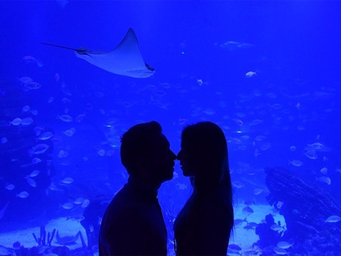 COMUNICADO: Amor entre tiburones: el plan más romántico de intu Xanadú para San 