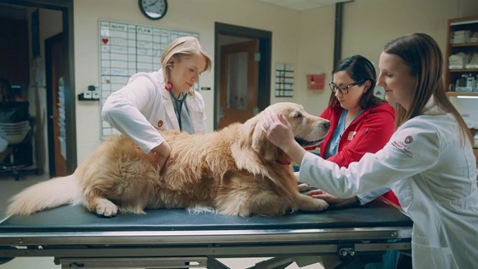 Un hombre agradece a los veterinarios que salvaron a su Golden Retriever de un cáncer con un anuncio de 6 millones de dólares
