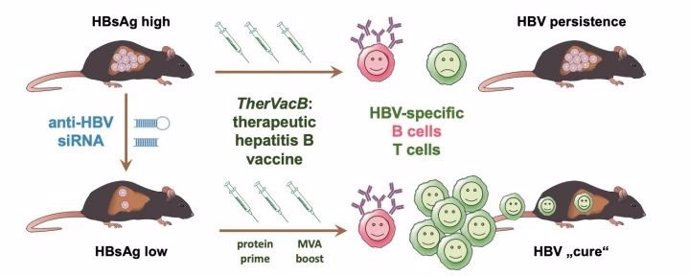Nuevo enfoque terapéutico para curar la hepatitis B crónica.