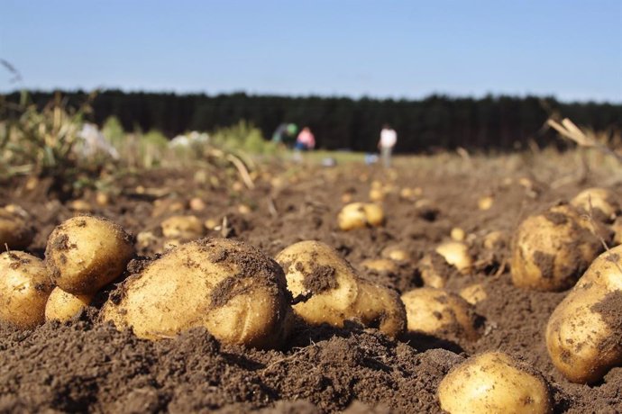 Patatas gallegas en un campo de cultivo.