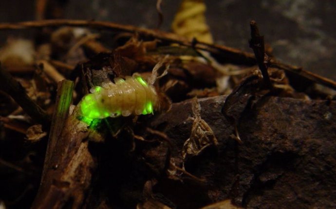 La contaminación lumínica amenaza de extinción a las luciérnagas