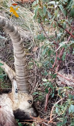 Macho de cabra montés abatido en la Reserva de Caza de Gredos.