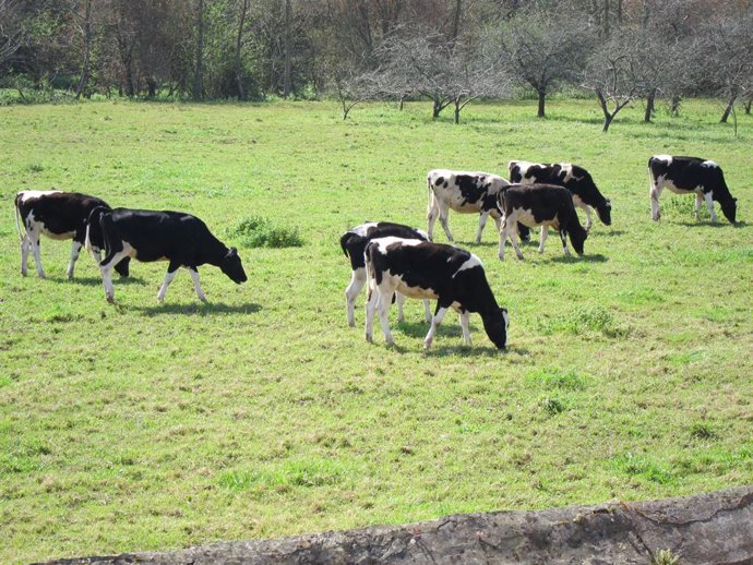 Rural.- COAG Asturias informa a los ganaderos de Tineo sobre cómo reclamar por l