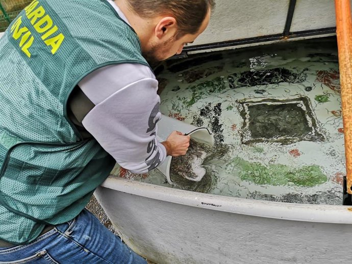 Incautación de angulas en una imagen de archivo.