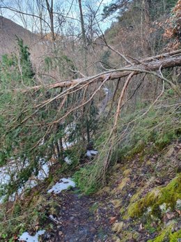 Daños del temporal 'Gloria' en el Parc Natural de l'Alt Pirineu