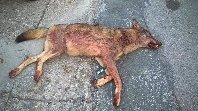 Amigos de la Tierra denuncia la matanza de una loba joven en las Siete Villas