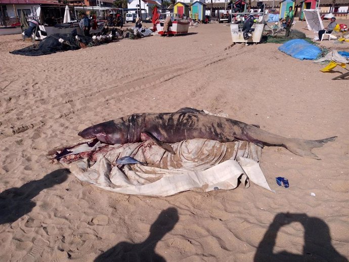 Tiburón hallado en una playa de La Antilla, en Lepe (Huelva).