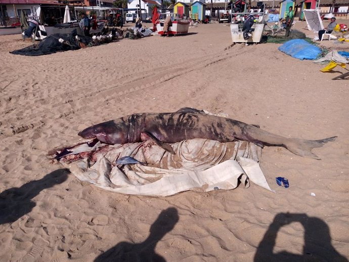 Huelva.- Sucesos.- Aparece muerto un tiburón peregrino de más de tres metros en 