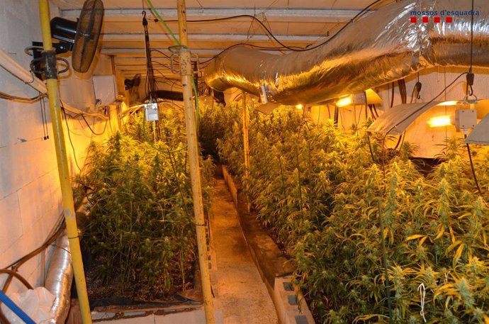 Plantación de marihuana desmantelada por los Mossos d'Esquadra en Girona