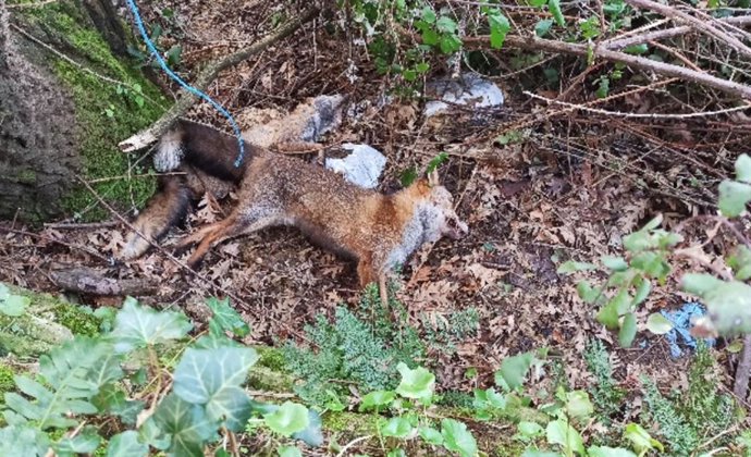 Zorros muertos en la zona donde se han localzado lazos para la caza furtiva en un monte de Quintela de Leirado (Ourense).