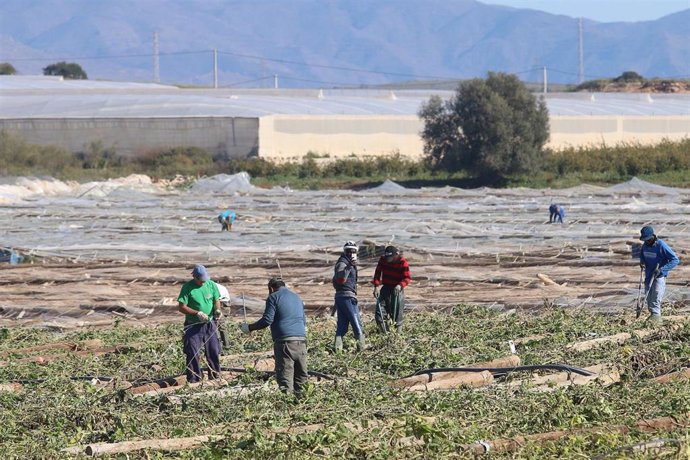 Invernaderos en Nijar (Almería) afectados por el temporal 'Gloria'