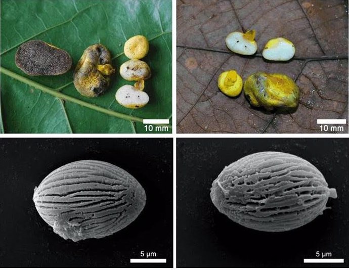 Un nuevo hongo solo forma simbiosis con raíces de plantas autóctonas