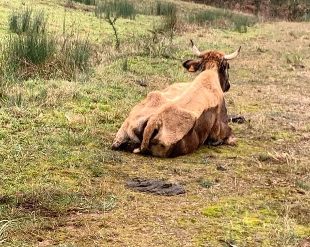Una de las vacas vivas en la finca de Serín.