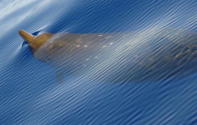 Ballenas coordinan la inmersión profunda frente a depredadores 