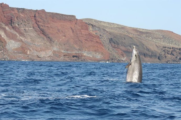 Rara imagen de zifio de Blainville Marine saltando en la Reserva de El Hierro