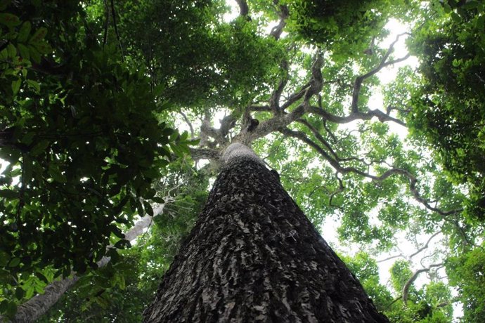 Los árboles tropicales, cápsulas vivientes de la historia humana