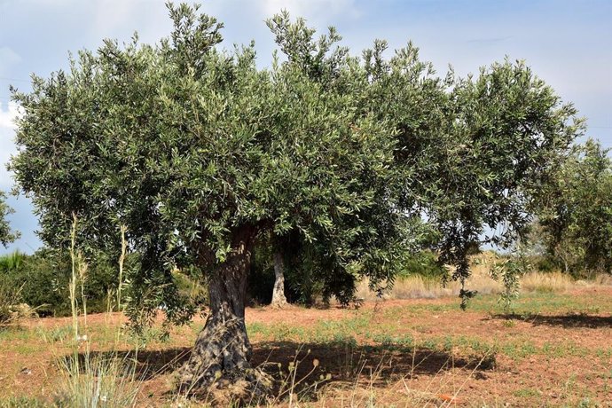 Economía/Agricultura.- Agroseguro abona más de 21,5 millones por los siniestros del olivar de 2019 