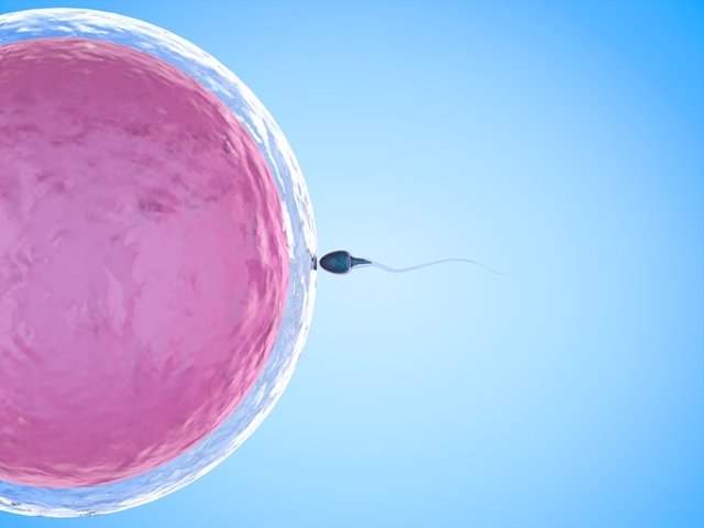 Óvulo Y Esperma, Fertilidad E Infertilidad.