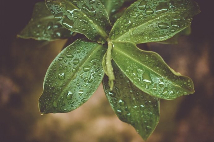 Planta