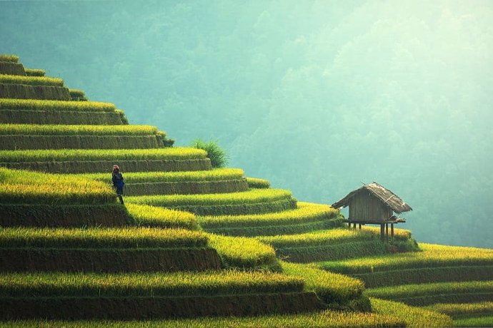 Un gen del arroz impulsa una 'revolución verde' más sostenible