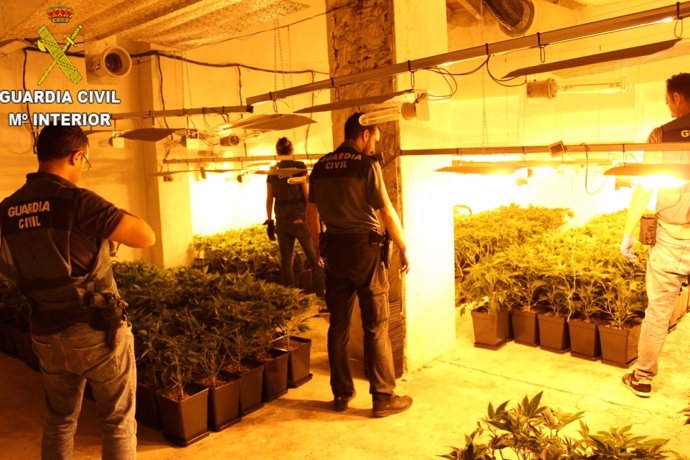 Valencia.- Sucesos.- Desmantelado un cultivo interior de más de 400 plantas de marihuana en Cerd