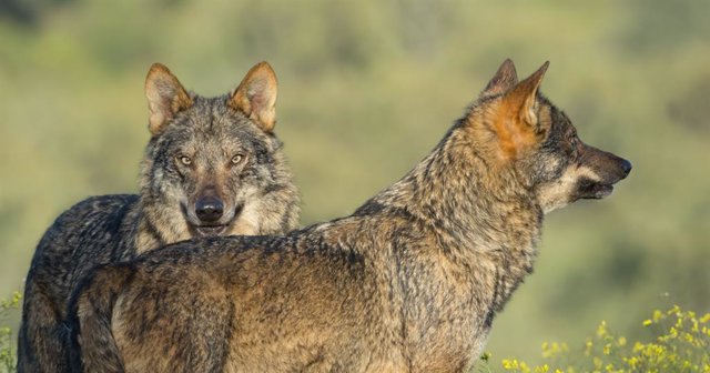 Lobos de la película Barbacana, de Arturo Menor