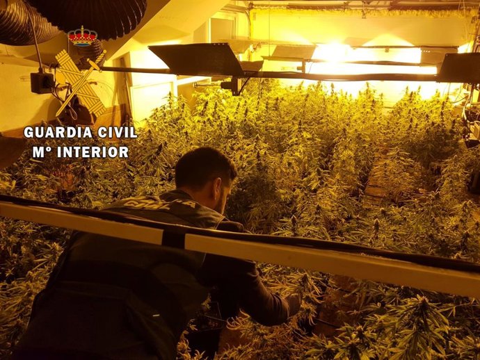 Marihuana intervenida