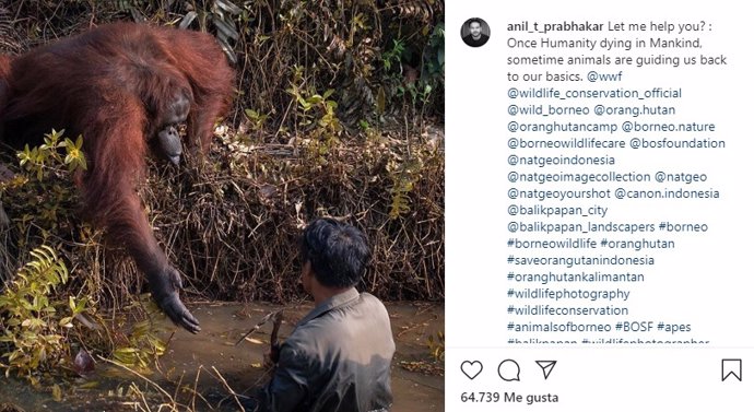 Un fotógrafo captura el momento en que un orangután tiende su mano para sacar del río a un guarda forestal en Borneo