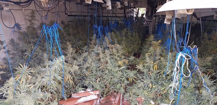 Siete detenidos al desmantelar cuatro cultivos de marihuana en Puerto Serrano (C