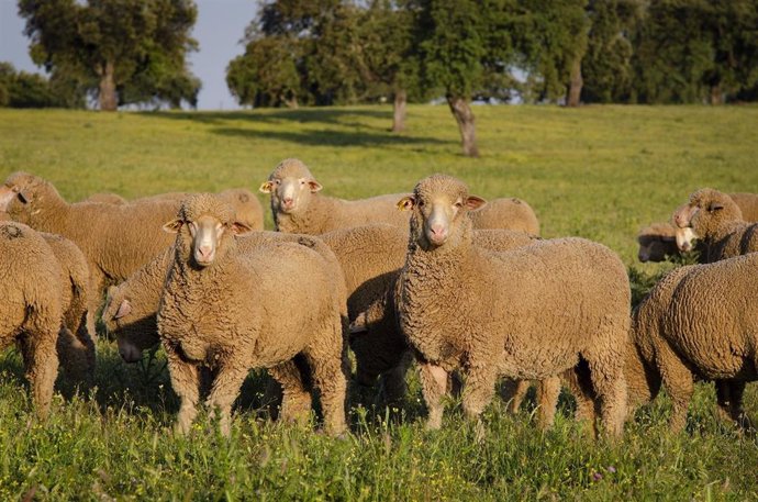 [Grupoextremadura] Nota Informativa. La Diputación De Badajoz Organiza Una Subasta De Ganado Ovino De Raza Merina En La Finca La Cocosa