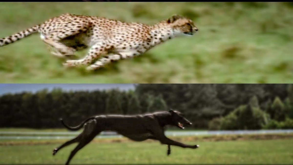 ¿Qué es más rápido un galgo o un guepardo