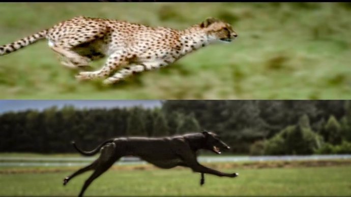 Dos de los animales terrestres más rápidos se someten a un test de velocidad