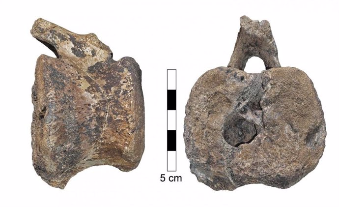 Un tumor de 60 millones de años, encontrado en la cola de un dinosaurio