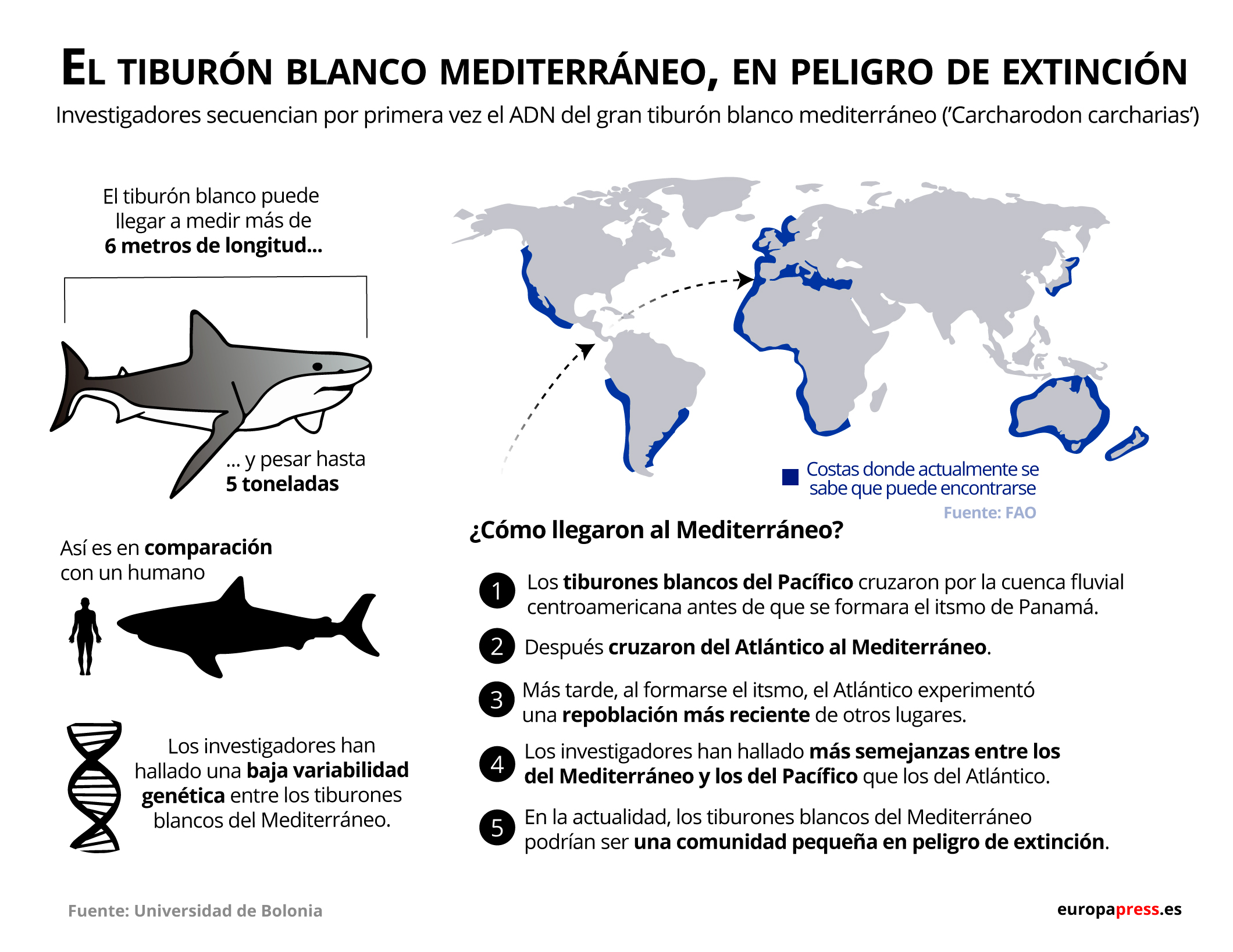 Infografía con datos del tiburón blanco