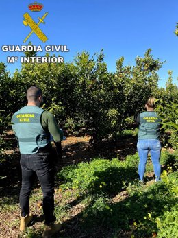 La Guardia Civil investiga a una persona por un delito de hurto de mandarinas con un valor en el mercado de 5.000 euros en la localidad de Picassent