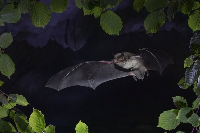 Murciélago de la colonia de Serós (Lleida)