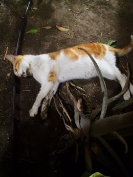 Uno de los gatos hallados muertos en Artés de Arcos