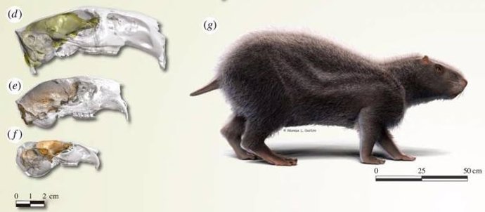 Un roedor extinto de tamaño humano tenía un cerebro de sólo 113 gramos