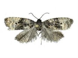 Ejemplar adulto de la mariposa 'Metendothenia atropunctana'