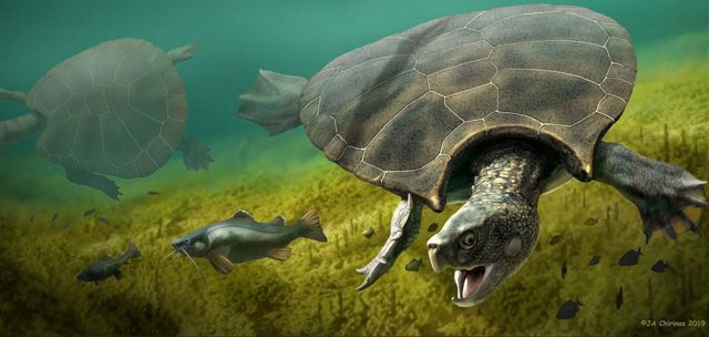 Tortuga gigante extinta Stupendemys geographicus