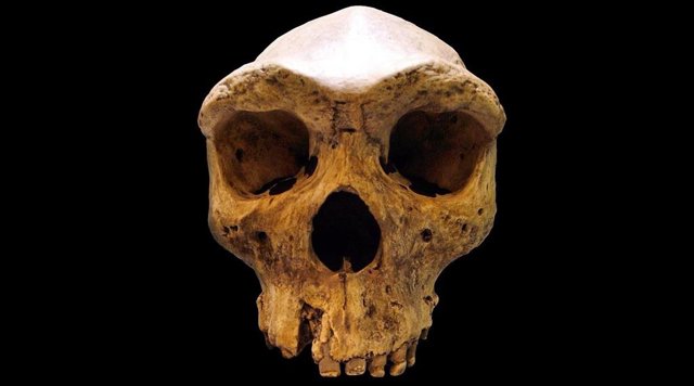 Cráneo de Homo rhodesiensis hallado en Kabwe (Zambia)