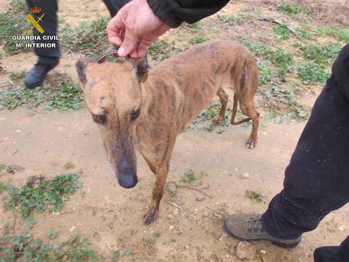 La Guardia Civil detiene a una persona por la sustracción de seis perros