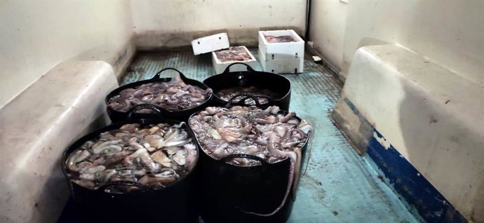 Pulpos inmaduros incautados en Málaga por la inspección pesquera de la Junta y el Seprona de la GC